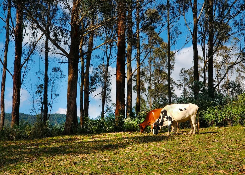 Avalanche Lakeside, Nilgiris — 1