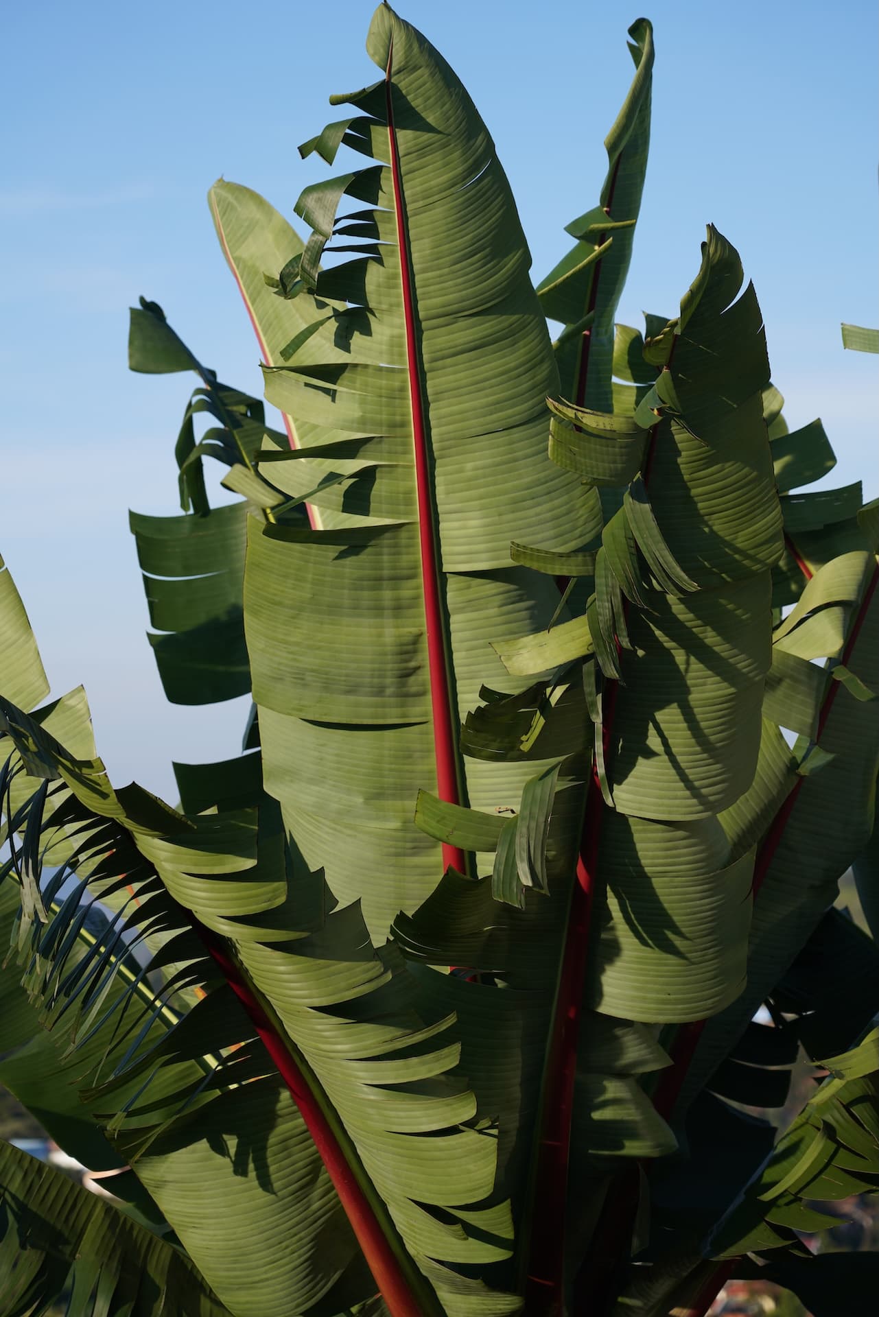 Banana Leaf Window — 1