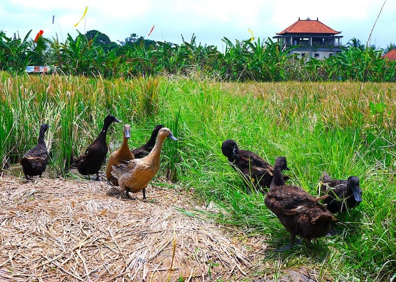 Field Companions in Bali — 1
