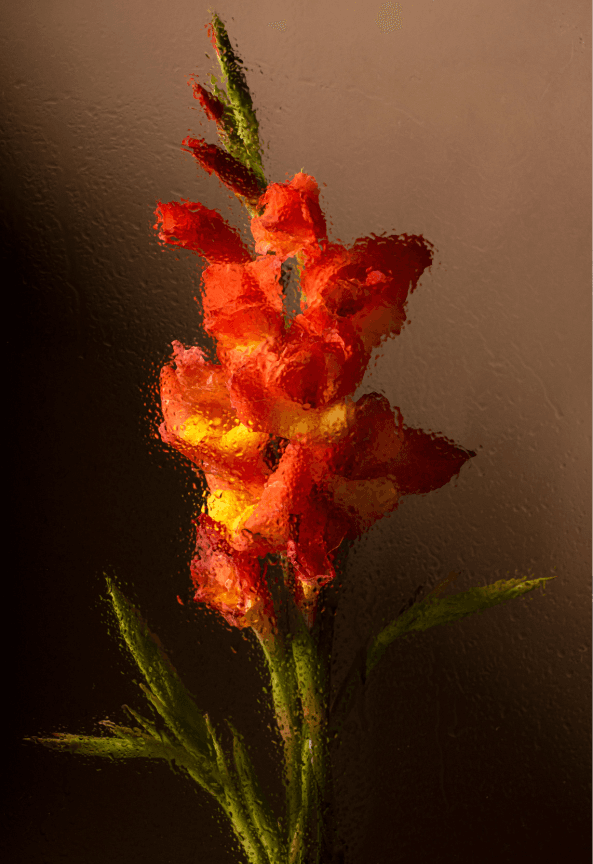 Gladiolus — 1