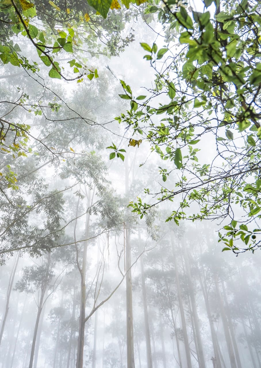 Mist & Canopy — 1