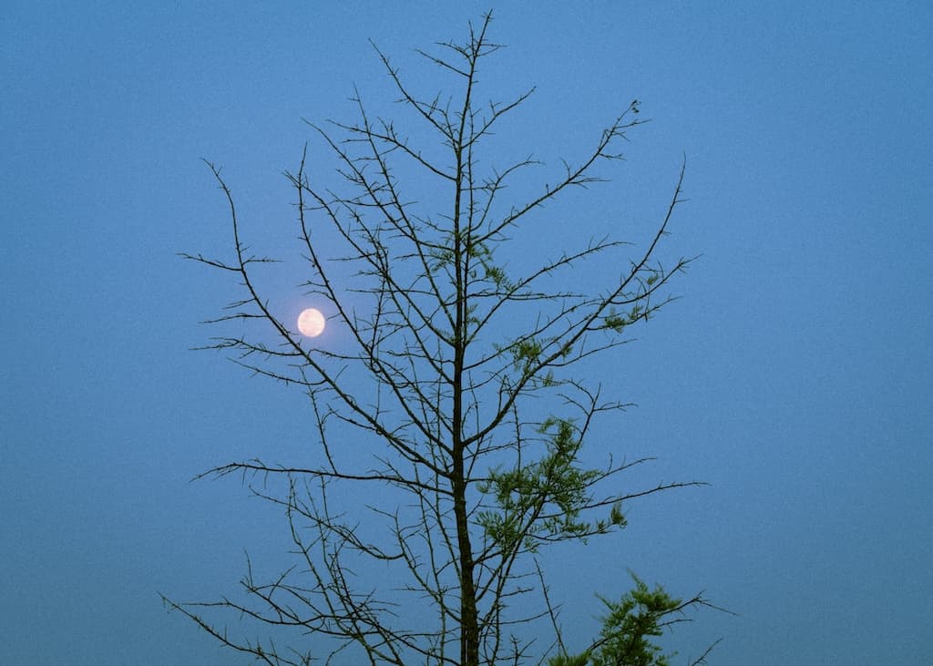 Moonrise in Ooty — 1