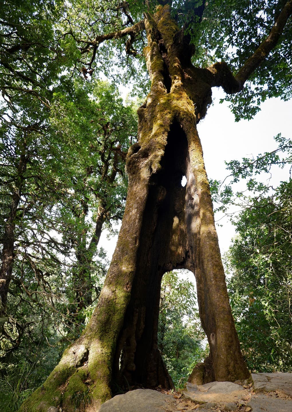 Ode to Trees — 1