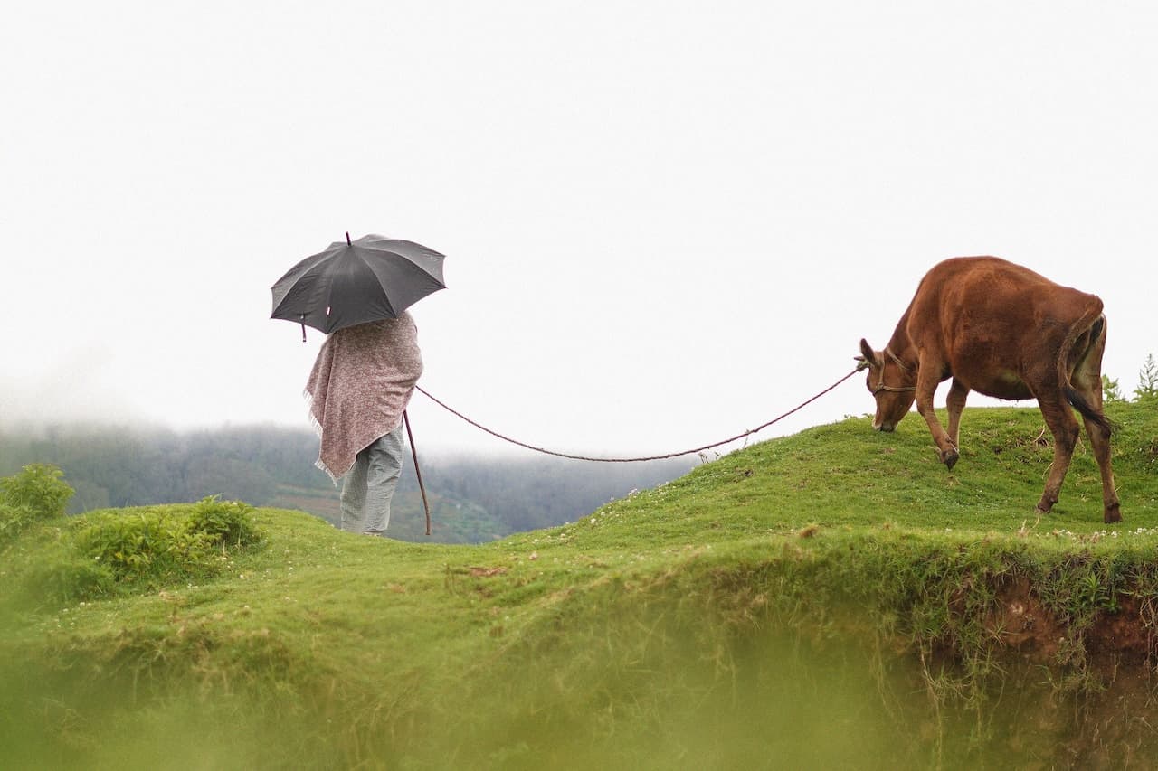 The Cattleman — 1