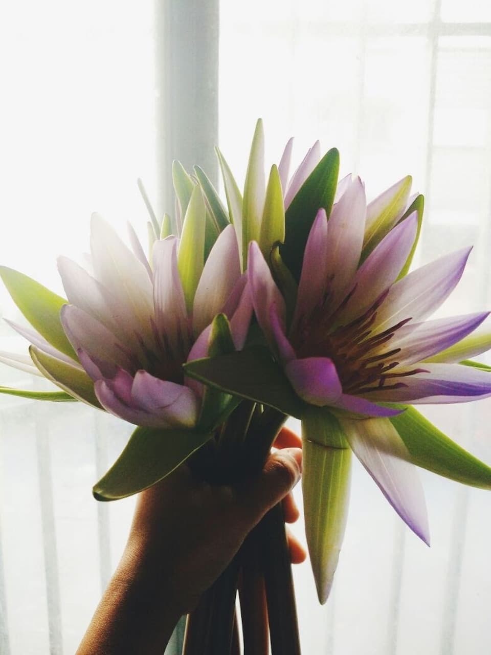Water Lillies — 1